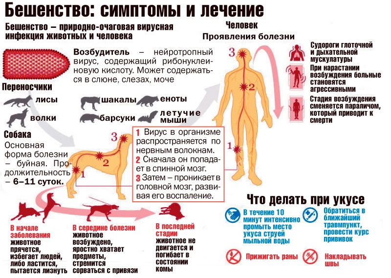 Перші симптоми і ознаки сказу у людини, щеплення та лікування